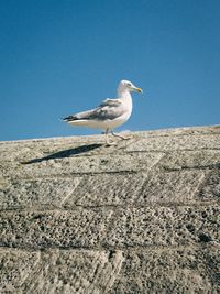 Seagull perching on road