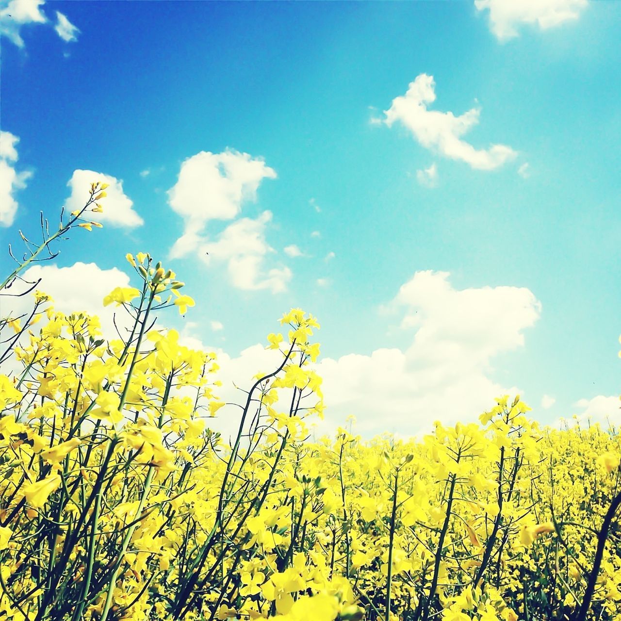yellow, sky, low angle view, growth, beauty in nature, nature, flower, blue, cloud - sky, tranquility, tree, cloud, branch, scenics, tranquil scene, freshness, field, outdoors, plant, no people