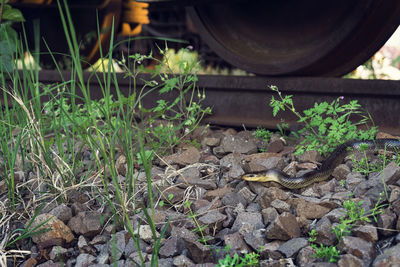 Close-up high angle view of plants