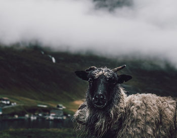 Portrait of an animal on field