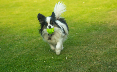 Portrait of a dog running on grass