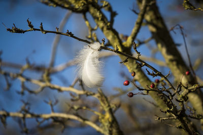 Low angle view of white bird on branch against sky