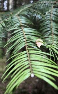 Close-up of palm tree leaves