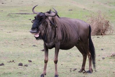 Horse standing in a field