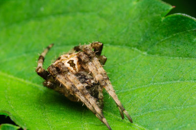 Close-up of spider on leaf