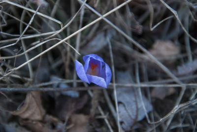 Close-up of purple flower