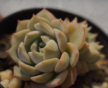 Close-up of succulent plant