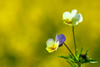 Close-up of purple flowering plant