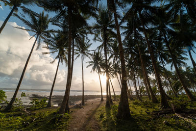 Scenic view of palm trees on beach against sky