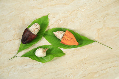 High angle view of leaves on table