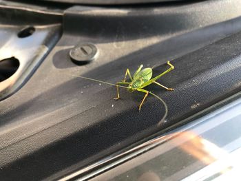 Close-up of insect