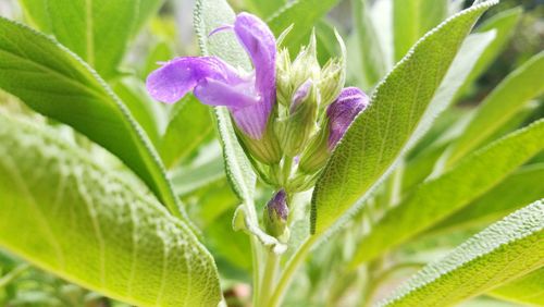 Close-up of purple flowering plant