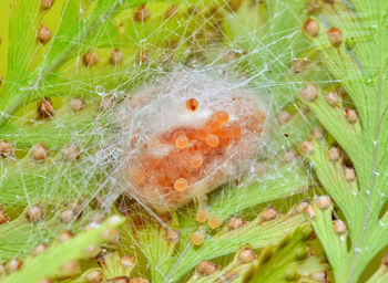 Close-up of spider on web