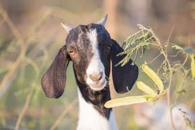 Goats are eating acacia on the farm.