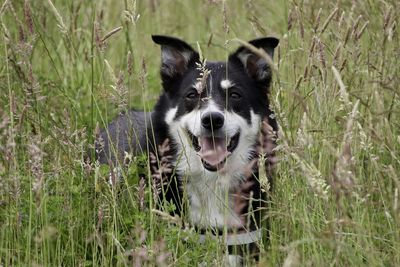 Portrait of dog on field