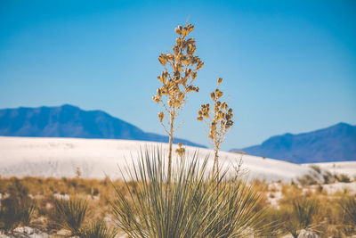 Close-up of plant in desert