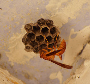 High angle view of bee