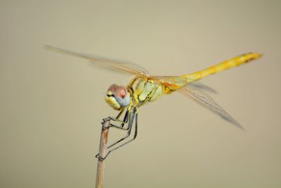 Close-up of over white background