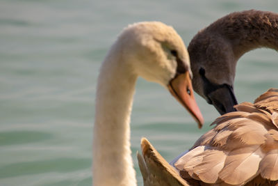 Close-up of birds in lake