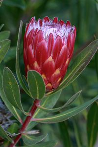 Close-up of red rose flower