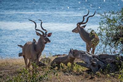 Kudus on field by lake