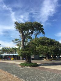 Trees by road against sky in city