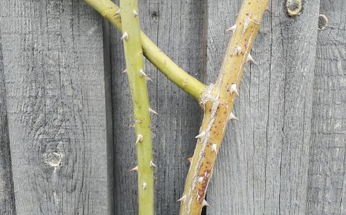 Close-up of yellow wall