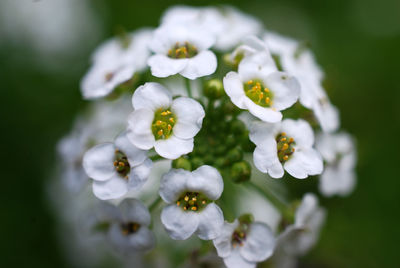 Close-up of white flowers