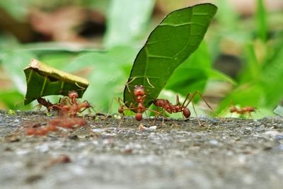 Close-up of ant on leaf