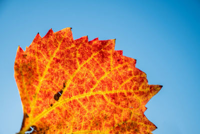 Close-up of maple leaf against blue sky