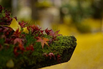 Close-up of yellow maple leaves on plant