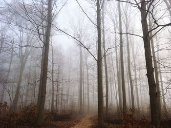 Bare trees in forest