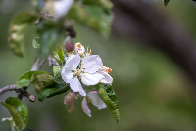 Close-up of cherry blossoms on tree