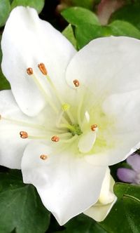 Close-up of white flower blooming outdoors
