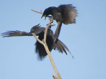 Low angle view of a bird flying
