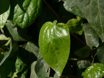 Close-up of fruit growing on plant