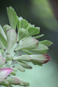 Close-up of green plant