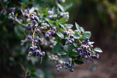 Close-up of purple flowering plant