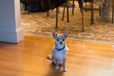 Portrait of dog sitting on hardwood floor