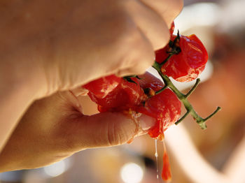 Cropped image of person squeezing juice from roasted cherry tomato