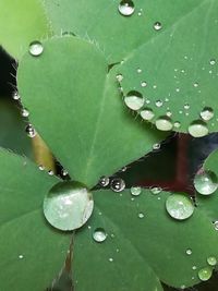 Close-up of water drops on leaf