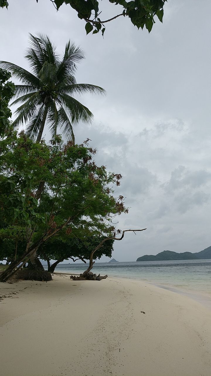 SCENIC VIEW OF PALM TREES ON BEACH