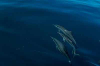 Surrounded by dolphin family.