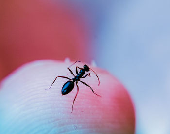 Close-up of insect on hand