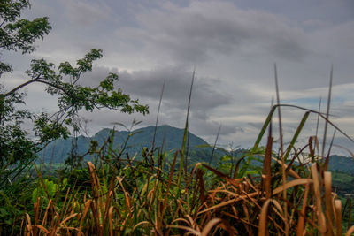 Plants against sky