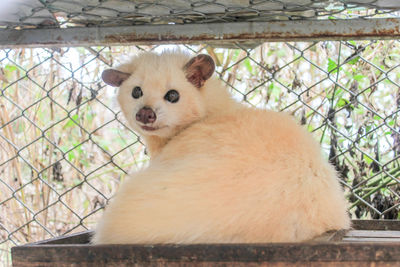 Portrait of rabbit with cat sitting outdoors