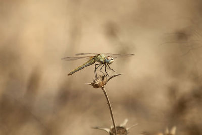 Close-up of insect on plant