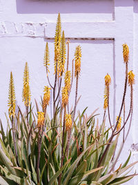 Close-up of flowering plant against wall