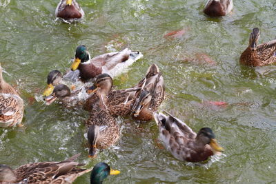 High angle view of mallard ducks swimming in lake