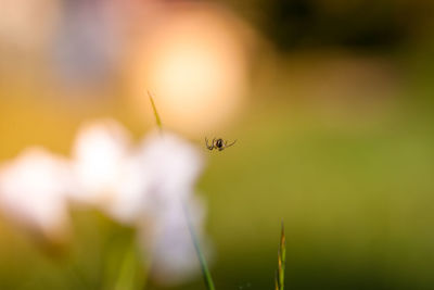 Spider against a soft background